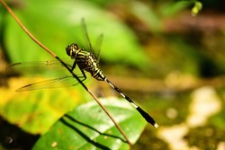yellow Dragon fly sitting at the pond