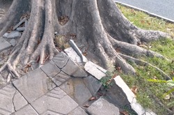 Tree roots draw interest in the surface or pohon besar dengan akar pohon yang muncul di permukaan tanah atau lantai terlihat menarik seperti kaki raksasa atau ular, kayu keras dan di atas tanah
