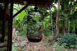 The bird in the cage was hung behind the house or burung dalam sangkarnya