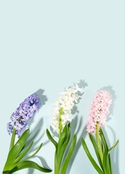 Pink, rose, white, purple, violet hyacinth flowers composition on a sky blue background. Concept of spring postcard, greeting card wedding, birthday, mother's day, women's day. Flatlay, copyspace.