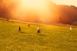 Hens and rooster grazing the green field on animal farm. High quality photo