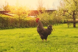 Rooster grazing in spring garden.Trees in bloom in background. High quality photo