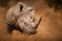 Big Rhino in their natural habitat