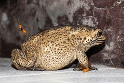 Duttaphrynus melanostictus is commonly called Asian common , Asian black-spined , Asian toad, black-spectacled toad, common Sunda toad, and Javanese toad. It is probably a complex of more than
