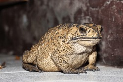 Duttaphrynus melanostictus is commonly called Asian common , Asian black-spined , Asian toad, black-spectacled toad, common Sunda toad, and Javanese toad. It is probably a complex of more than