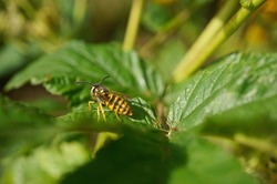 Insect - German wasp - yellow jacket