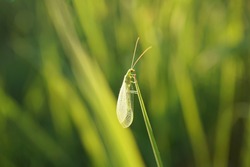 Close-up of a green lacewing                             
