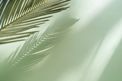 Palm leaf on a green surface with shadow. Stylish background for presentation.