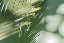 Stylish background for presentation. Palm leaf on a green surface with shadow. 