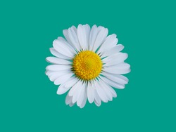 Blooming daisy on flat background