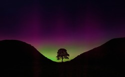 Sycamore Gap tree at night silhouetted by the aurora borealis, the northern lights in Northumberland near Adrians Wall and Newcastle , Northern England, United Kingdom