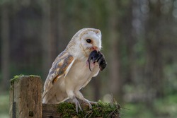 Adult male Barn Owl with prey in its beak photographed in the Yorkshire countryside. Tyto Alba English Barn Owl