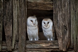 Adult male and female Barn owls looking out of a barn Door (Tyto Alba) white nocturnal ghost owl. Yorkshire barn owl