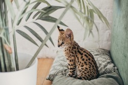 Serval wild cat at home interior. African spotted kitten. Yellow golden fur with black dot and big fluffy ears. Cute savannah cat. Funny adorable pets at cozy home. Postcard concept.