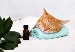 A cat sleeping on a massage table while taking spa treatments, massage oil, relax