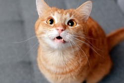 A ginger cat with large round eyes shows its teeth. The cat looks attentively and warily. Pets behavior concept