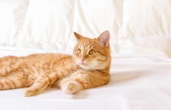A ginger house cat is resting in an apartment on a white blanket. Close-up portrait