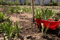 Flower garden on a sunny day. garden bed with irises. The earth is dug up. on the right is a red plastic container. It contains dug up iris seedlings. pitchfork stuck in the ground. 