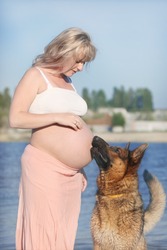 Pregnant woman and sheep-dog licking her belly