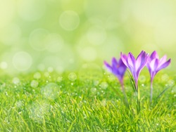 Crocus violet flowers on the spring blurred grass lawn background