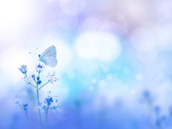 Blue holly butterfly and purple flowers on the turquoise blurred background. Floral desktop.