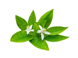 Bunch of orange tree white fragrant flowers and lush green leaves isolated on white. Neroli blossom.