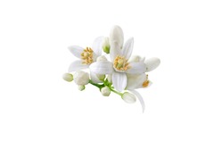 Neroli blossom. Citrus bloom. Orange tree white flowers and buds bunch isolated on white. 