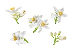 Neroli white flowers and buds set isolated on white. Citrus bloom. Five orange tree blossoms.