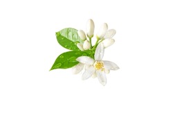 Orange tree bunch with white flowers, buds and leaves and water drops isolated on white. Neroli blossom. Citrus bloom.