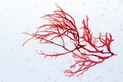 Red algae branch and air bubbles in the water. 