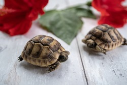 Close-up of two young hermann turtles on white wooden background with a red hibiscus flower and leave. Selective focus with shallow deep of field.