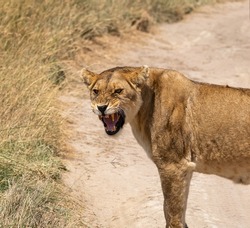 angry lioness roaring and showing teeth in savanna. Serengeti park, Tanzania