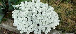 Iberis sempervirens white flowered pot in the garden. High quality photo