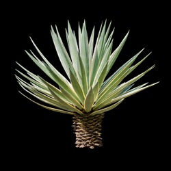Agave plant isolated on black backgroumd. clipping path. Agave plant tropical drought tolerance has sharp thorns.