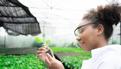 African American Plant Genetic Expert researcher holding young Plant for research with other species vegetables in organic farm. Good quality products. Scientist in greenhouse. Earths day concept