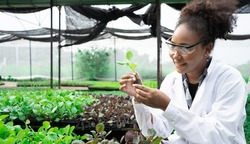 African American Plant Genetic Expert researcher holding young Plant for research with other species vegetables in organic farm. Good quality products. Scientist in greenhouse. Earths day concept