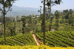 View over a tea plantation with tea bushes aligned on undulating hills