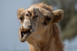 Portrait of a camel with a funny face in the desert
