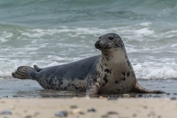 Seal on the offshore island of Helgoland in the German North Sea