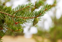 A pine branch with a young green pine cone. Macro photography. Selective focus. 