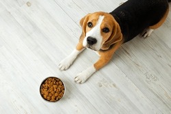 The beagle dog is lying on the floor and looking at a bowl of dry food. Waiting for feeding. Top view.