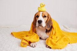 A wet beagle dog in a yellow towel after bathing. On the head is a duckling toy for bathing.