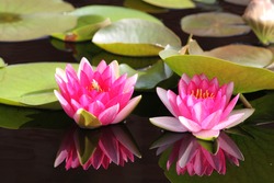 Gorgeous set of twin pink lilies amid lily pads. Beautiful, tranquil reflection of the flowers in the slate blue pond water.