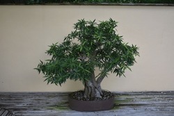 Bonsai Tree Miniature Tree Training Trees 