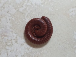 Small millipede on the floor.Millipedes can roll themselves up.Millipedes are those long black bugs with what seems like a million tiny legs that you see crawling in your bedroom
