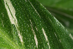 Beautiful grean leaf texture with drops of water, close up. After rain. Long banner with copy space. 