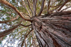 Sequoia (mammutbaum, sequoiadendron giganteum) with brown bark and green needles. Plant diagonally from below. Up view.