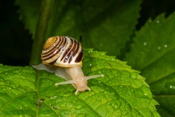The white-lipped snail or garden banded snail, scientific name Cepaea hortensis, is a medium-sized species of air-breathing land snail, a terrestrial pulmonate gastropod mollusc in the family Helicida
