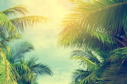 Palm trees against blue sky, Palm trees at tropical coast, vintage toned and stylized, coconut tree,summer tree ,retro