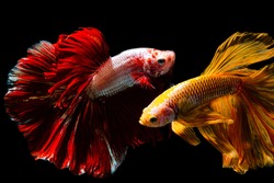 Close up art movement of Betta fish,Siamese fighting fish isolated on black background,Asia, Thailand, Fine Art Painting, Black Background, Animal,Colorful betta(siam fighting fish)